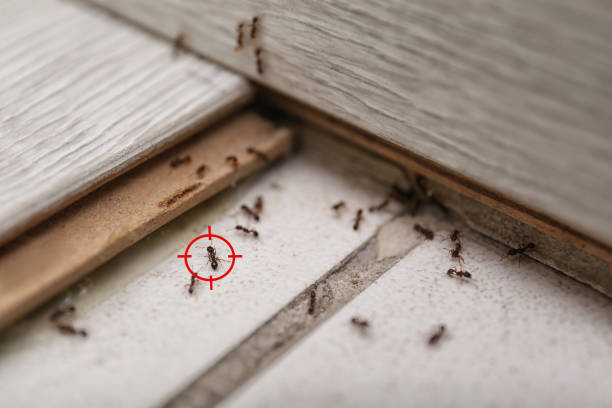 Best Spider Control Near Me  in Ames Lake, WA