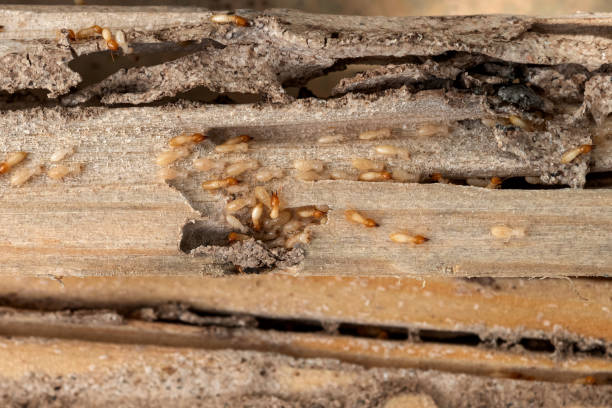 Best Local Pest Control Services  in Ames Lake, WA